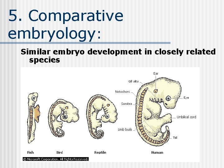 5. Comparative embryology: Similar embryo development in closely related species 