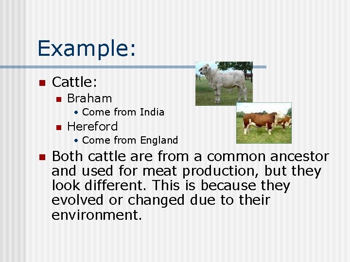 Example: n Cattle: n Braham • Come from India n Hereford • Come from