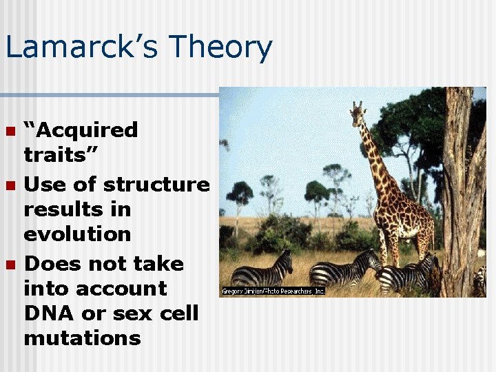 Lamarck’s Theory n n n “Acquired traits” Use of structure results in evolution Does