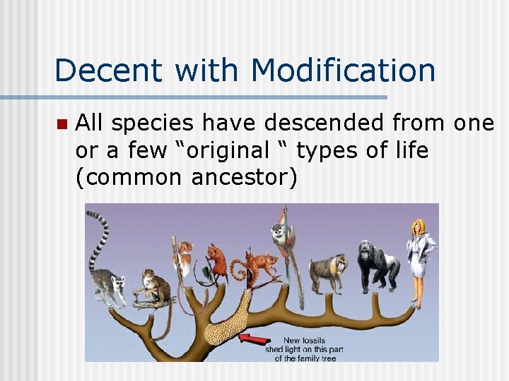 Decent with Modification n All species have descended from one or a few “original