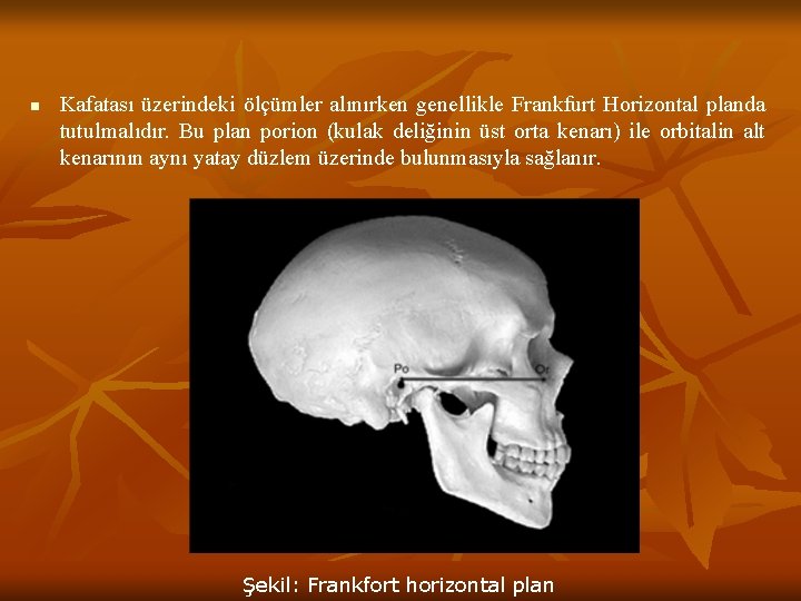 n Kafatası üzerindeki ölçümler alınırken genellikle Frankfurt Horizontal planda tutulmalıdır. Bu plan porion (kulak