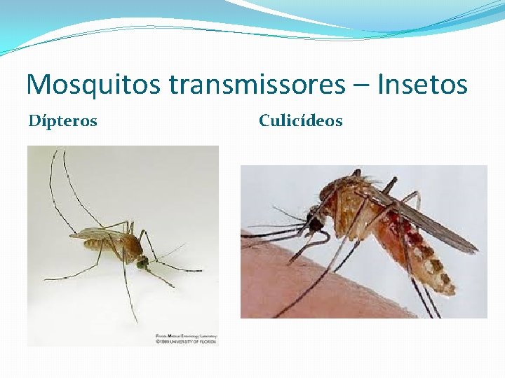 Mosquitos transmissores – Insetos Dípteros Culicídeos 