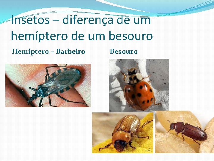 Insetos – diferença de um hemíptero de um besouro Hemiptero – Barbeiro Besouro 