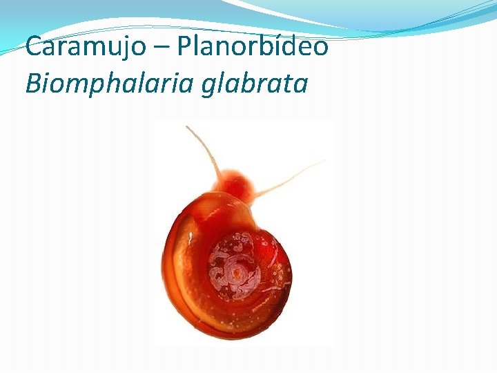 Caramujo – Planorbídeo Biomphalaria glabrata 