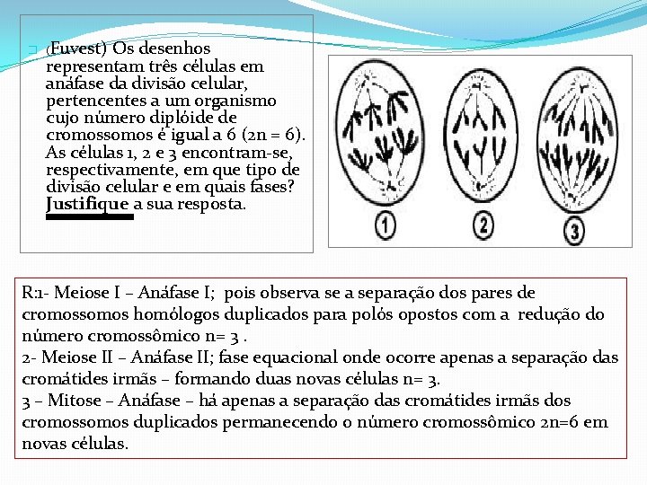 Fuvest) Os desenhos representam três células em anáfase da divisão celular, pertencentes a um