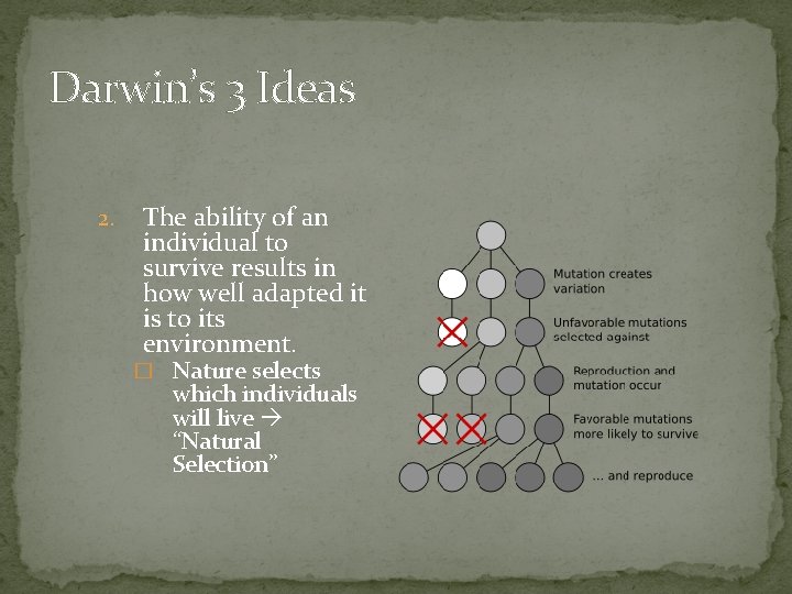 Darwin’s 3 Ideas 2. The ability of an individual to survive results in how