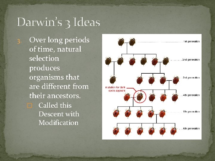 Darwin’s 3 Ideas 3. Over long periods of time, natural selection produces organisms that