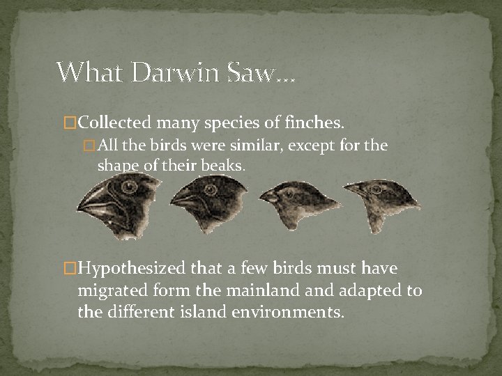 What Darwin Saw… �Collected many species of finches. � All the birds were similar,