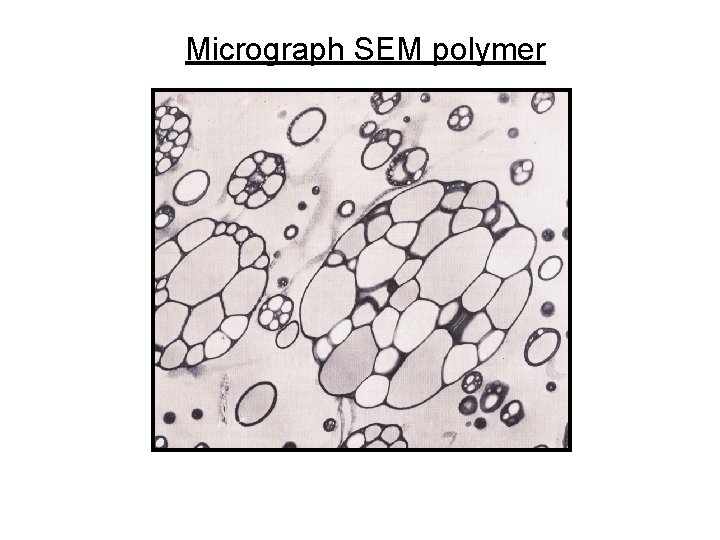 Micrograph SEM polymer 