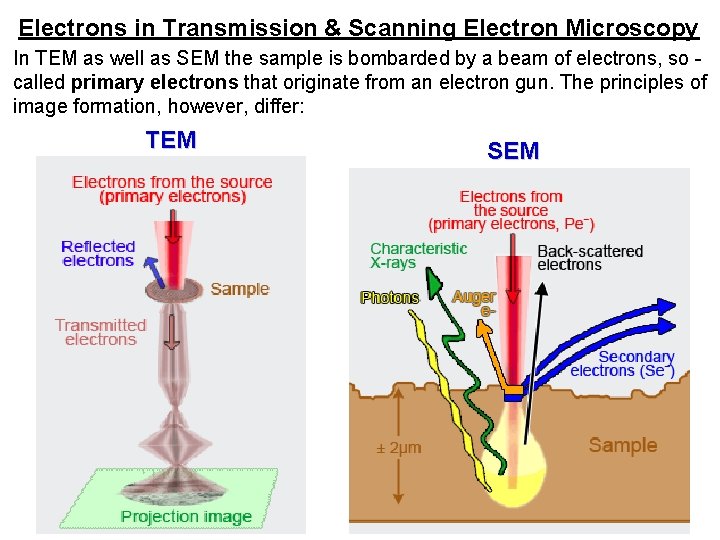 Electrons in Transmission & Scanning Electron Microscopy In TEM as well as SEM the