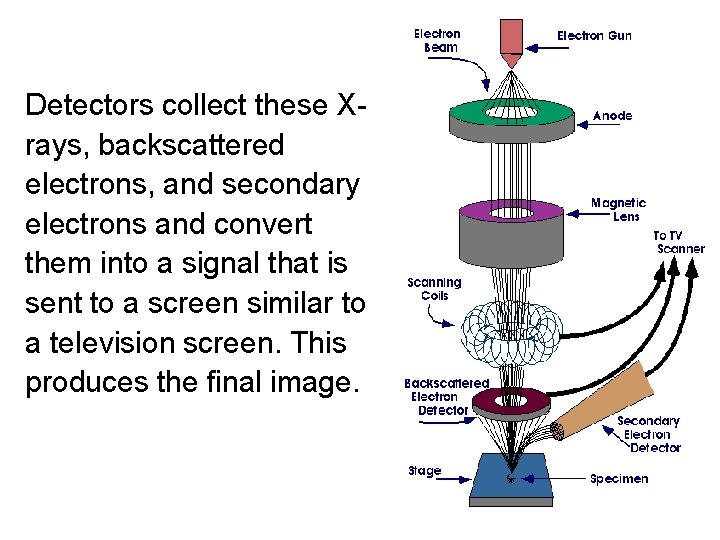 Detectors collect these Xrays, backscattered electrons, and secondary electrons and convert them into a
