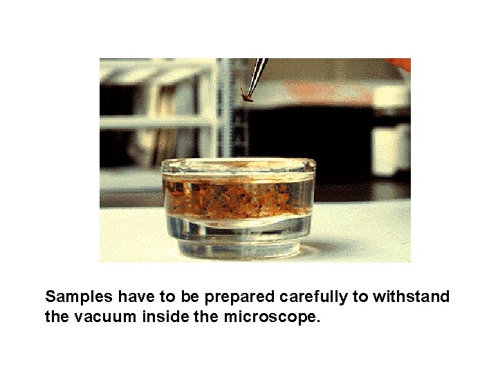 Samples have to be prepared carefully to withstand the vacuum inside the microscope. 