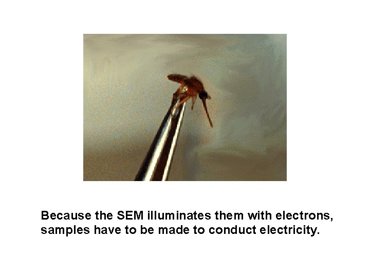 Because the SEM illuminates them with electrons, samples have to be made to conduct