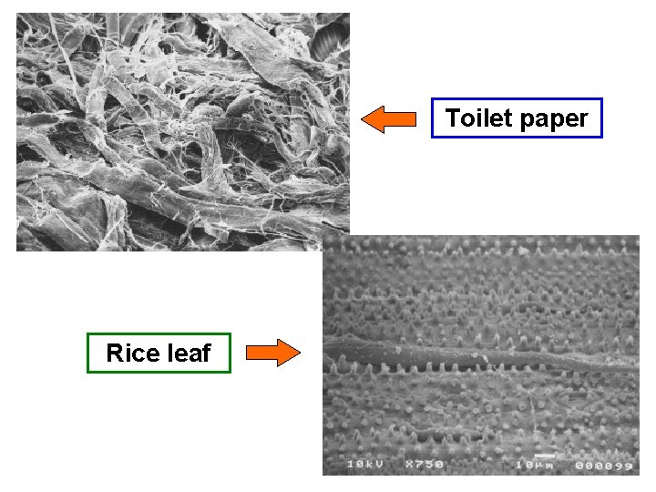 Toilet paper Rice leaf 