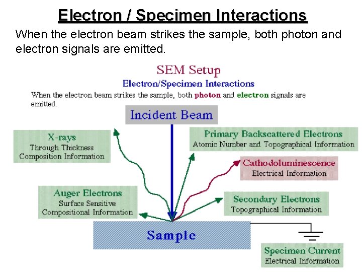 Electron / Specimen Interactions When the electron beam strikes the sample, both photon and