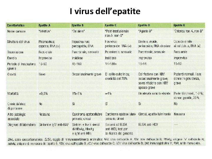 I virus dell’epatite 