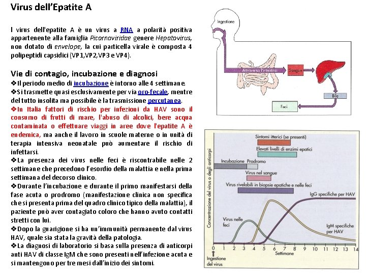 Virus dell’Epatite A l virus dell'epatite A è un virus a RNA a polarità
