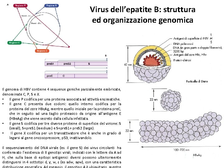Virus dell’epatite B: struttura ed organizzazione genomica Il genoma di HBV contiene 4 sequenze