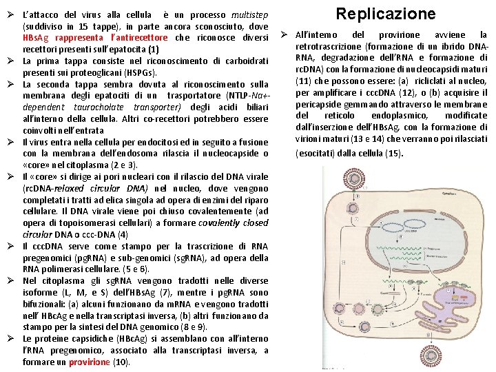 Replicazione Ø L’attacco del virus alla cellula è un processo multistep (suddiviso in 15