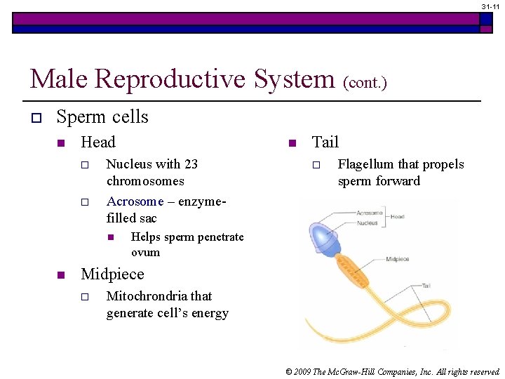 31 -11 Male Reproductive System (cont. ) o Sperm cells n Head o o 31 -11 Male Reproductive System (cont. ) o Sperm cells n Head o o