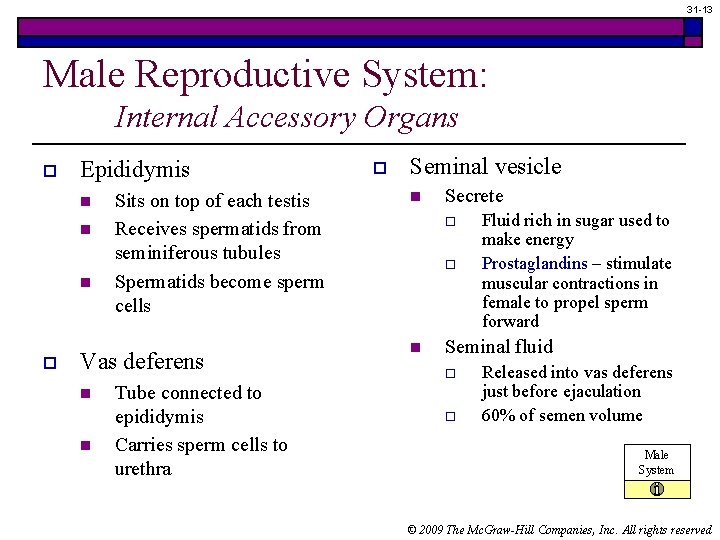 31 -13 Male Reproductive System: Internal Accessory Organs o Epididymis n n n o