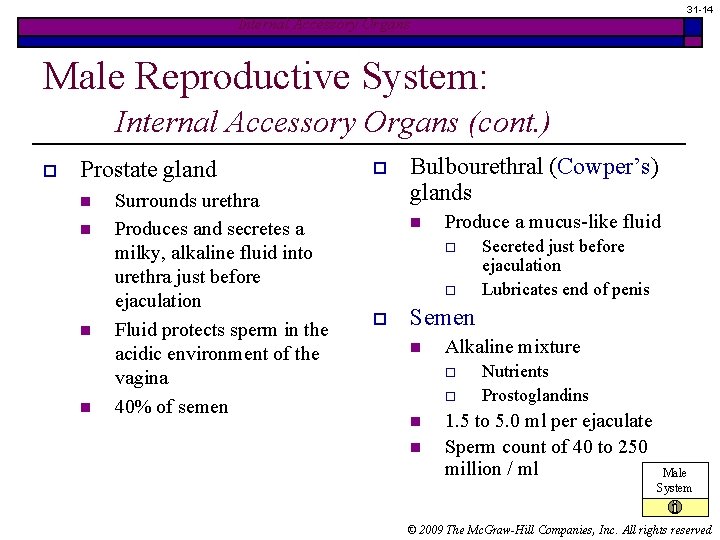31 -14 Internal Accessory Organs Male Reproductive System: Internal Accessory Organs (cont. ) o 31 -14 Internal Accessory Organs Male Reproductive System: Internal Accessory Organs (cont. ) o