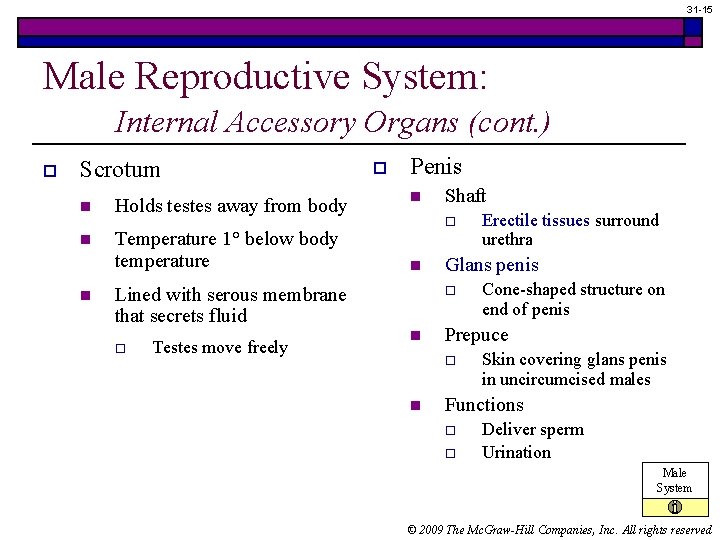 31 -15 Male Reproductive System: Internal Accessory Organs (cont. ) o Scrotum n Holds