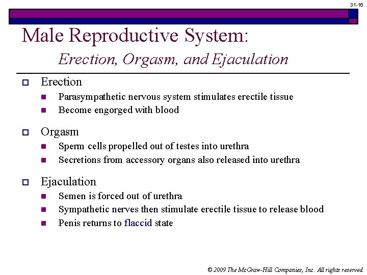 31 -16 Male Reproductive System: Erection, Orgasm, and Ejaculation o Erection n n o