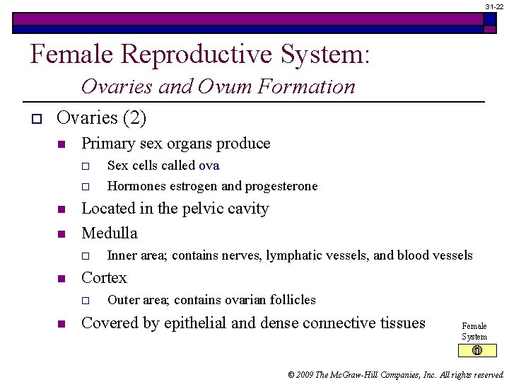 31 -22 Female Reproductive System: Ovaries and Ovum Formation o Ovaries (2) n Primary
