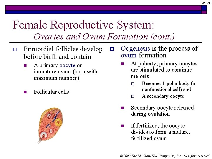 31 -24 Female Reproductive System: Ovaries and Ovum Formation (cont. ) o Primordial follicles