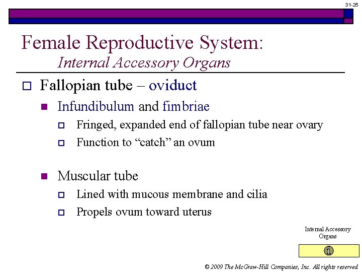 31 -25 Female Reproductive System: o Internal Accessory Organs Fallopian tube – oviduct n