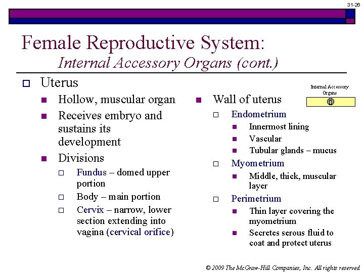 31 -26 Female Reproductive System: Internal Accessory Organs (cont. ) o Uterus n n