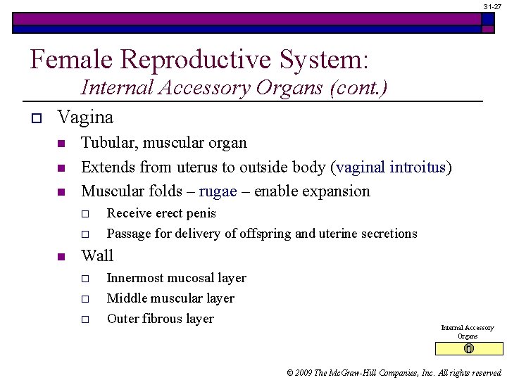 31 -27 Female Reproductive System: Internal Accessory Organs (cont. ) o Vagina n n 31 -27 Female Reproductive System: Internal Accessory Organs (cont. ) o Vagina n n