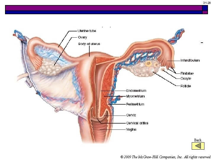 31 -28 Internal Female Organs Back © 2009 The Mc. Graw-Hill Companies, Inc. All