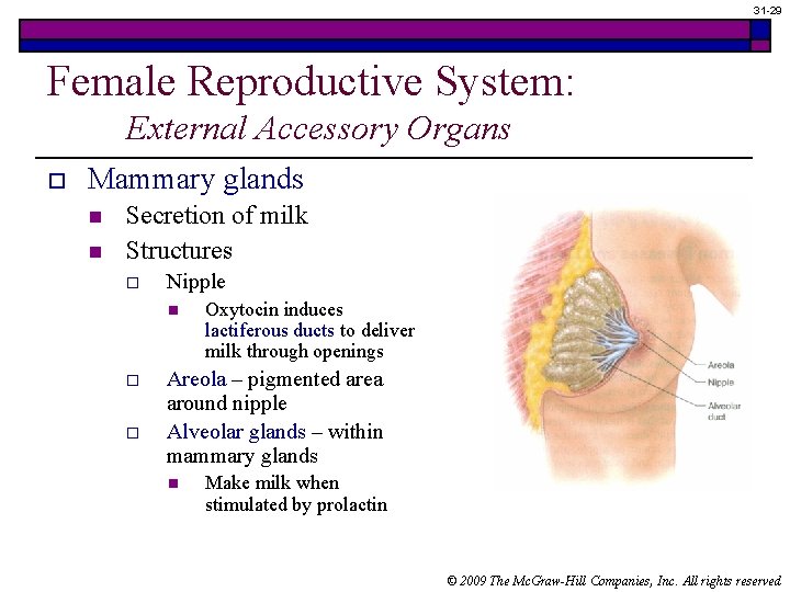 31 -29 Female Reproductive System: External Accessory Organs o Mammary glands n n Secretion