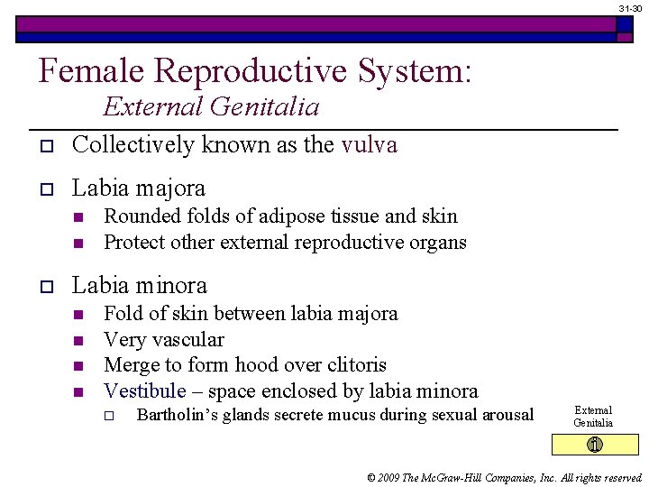 31 -30 Female Reproductive System: External Genitalia o Collectively known as the vulva o