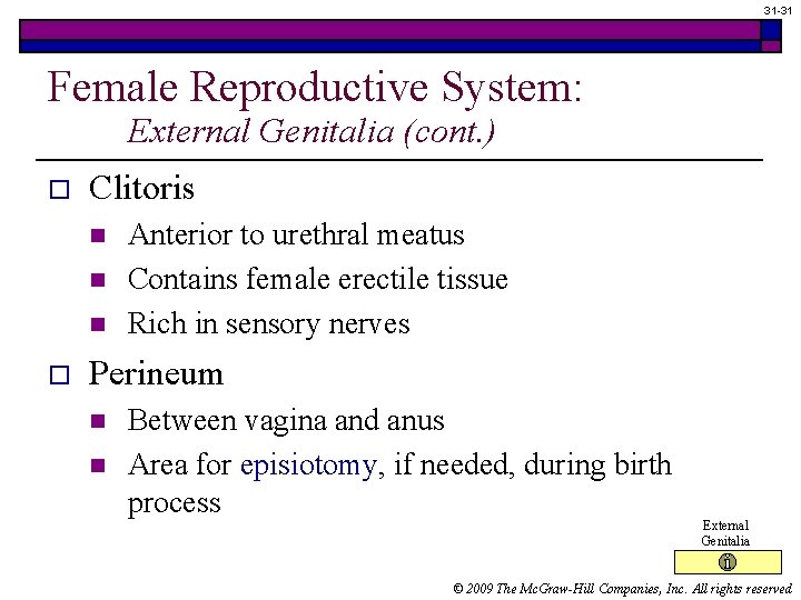 31 -31 Female Reproductive System: External Genitalia (cont. ) o Clitoris n n n 31 -31 Female Reproductive System: External Genitalia (cont. ) o Clitoris n n n