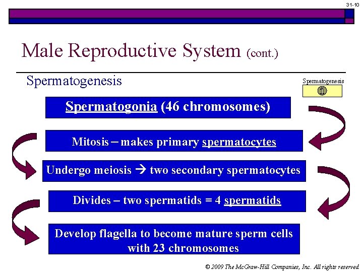 31 -10 Male Reproductive System (cont. ) Spermatogenesis Spermatogonia (46 chromosomes) Mitosis – makes