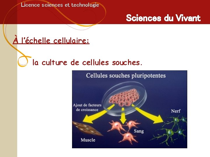 Licence sciences et technologie Sciences du Vivant À l’échelle cellulaire: la culture de cellules