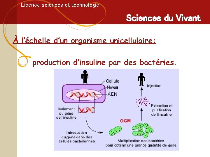 Licence sciences et technologie Sciences du Vivant À l’échelle d’un organisme unicellulaire: production d’insuline