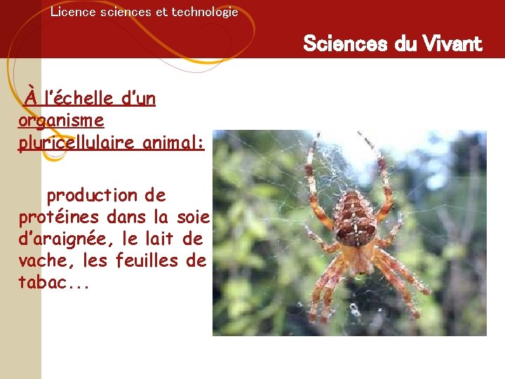 Licence sciences et technologie Sciences du Vivant À l’échelle d’un organisme pluricellulaire animal: production