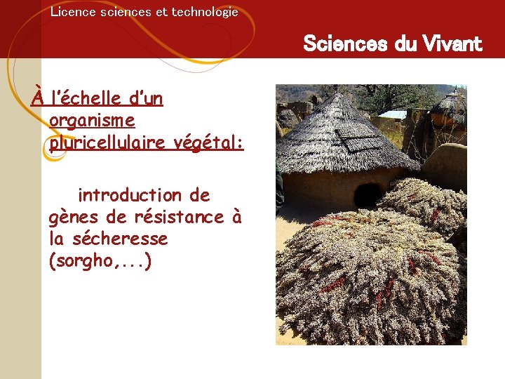 Licence sciences et technologie Sciences du Vivant À l’échelle d’un organisme pluricellulaire végétal: introduction