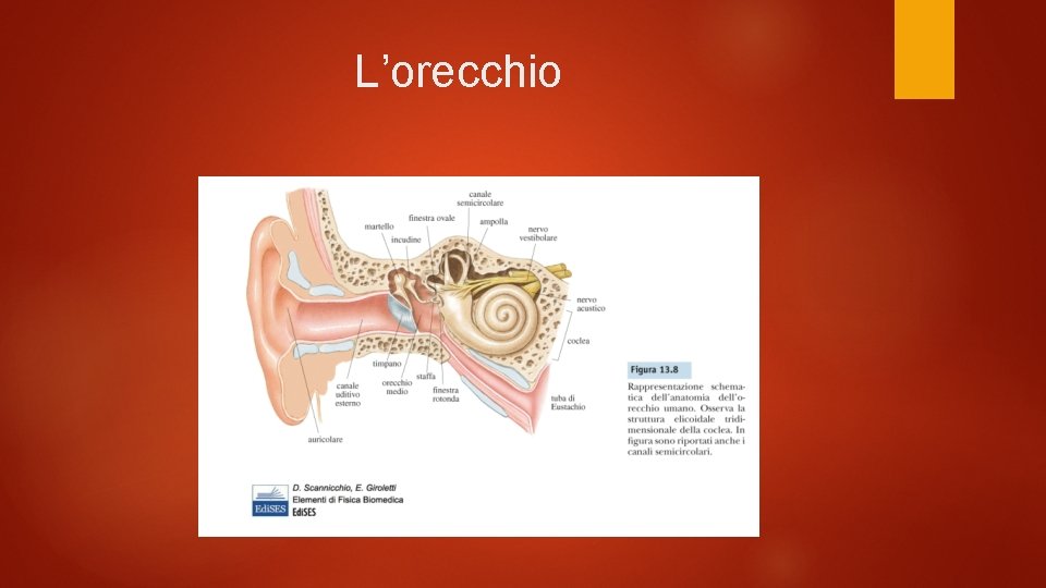 L’orecchio 