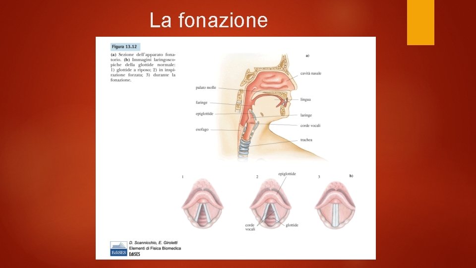 La fonazione 