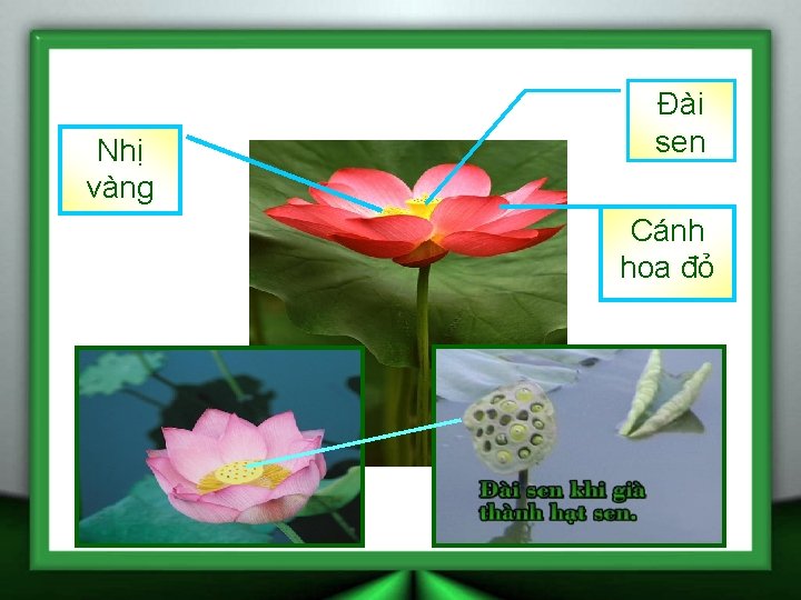 Nhị vàng Đài sen Cánh hoa đỏ 