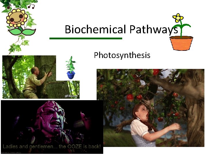 Biochemical Pathways Photosynthesis 