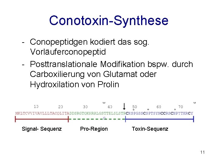 Conotoxin-Synthese - Conopeptidgen kodiert das sog. Vorläuferconopeptid - Posttranslationale Modifikation bspw. durch Carboxilierung von