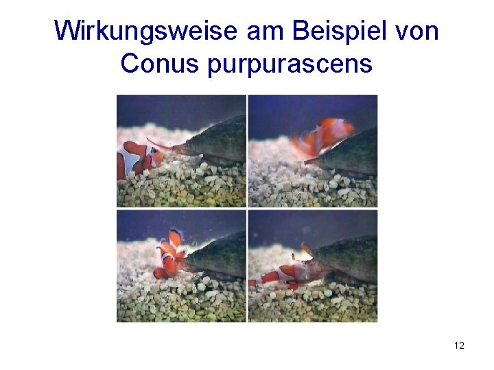 Wirkungsweise am Beispiel von Conus purpurascens 12 