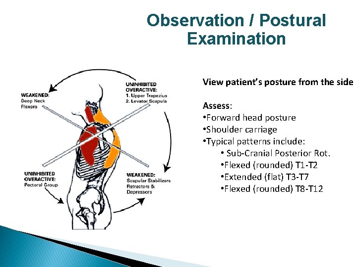 Observation / Postural Examination View patient’s posture from the side Assess: • Forward head