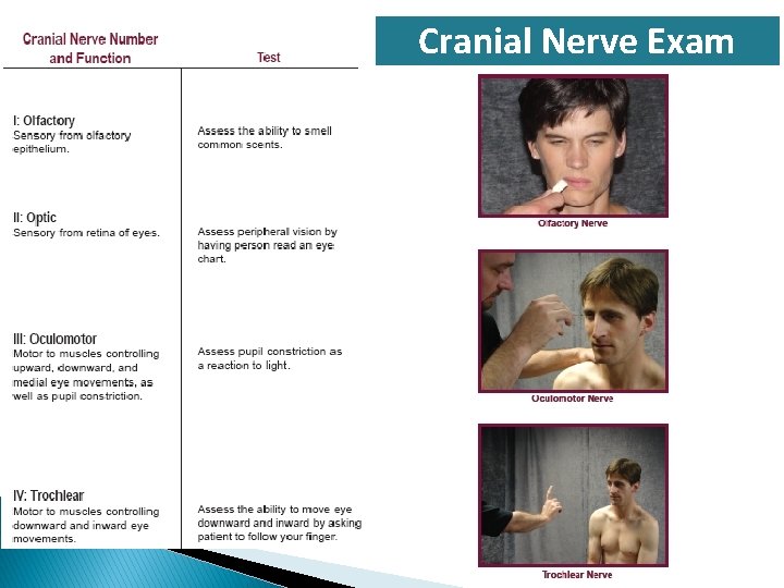 Cranial Nerve Exam 